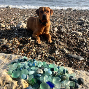 A dog lying on the beach in front of a pile of found Sea Glass. 